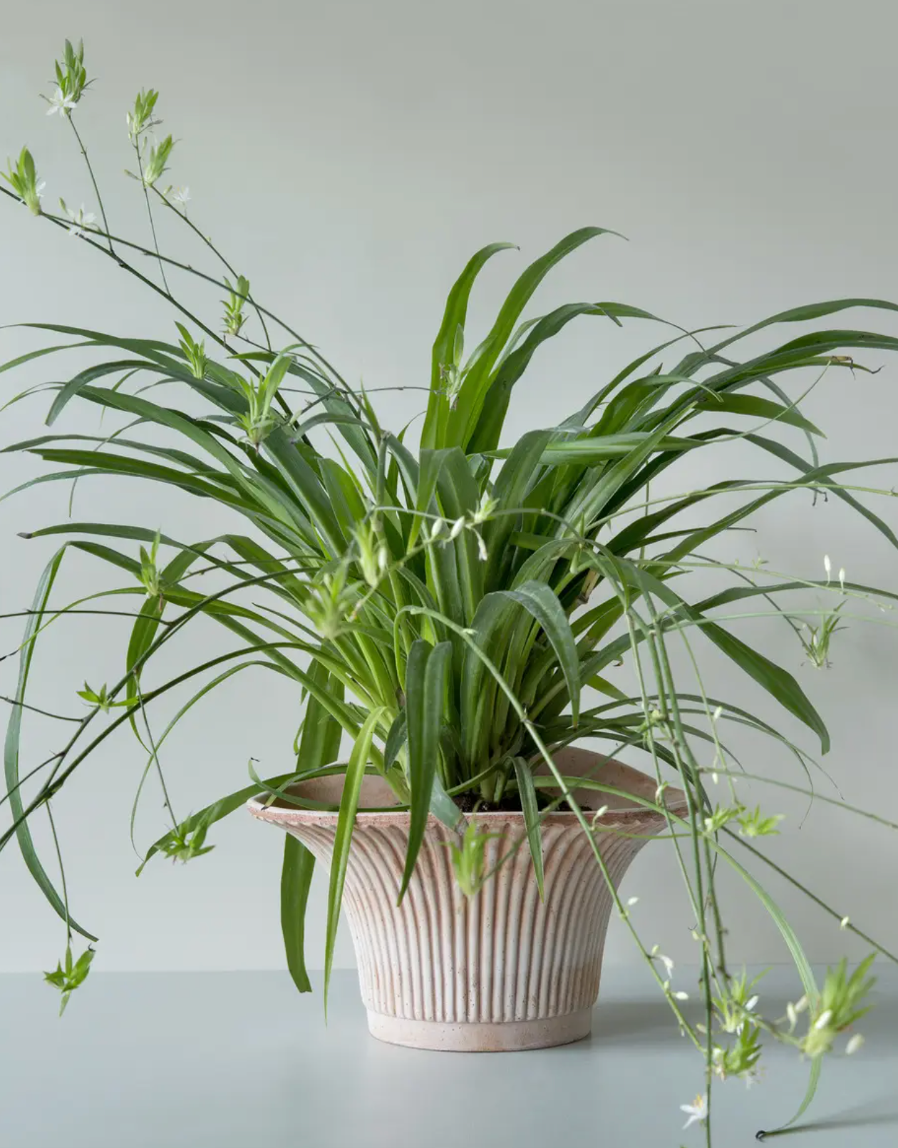 Daisy Pot - The Cross Decor & Design
