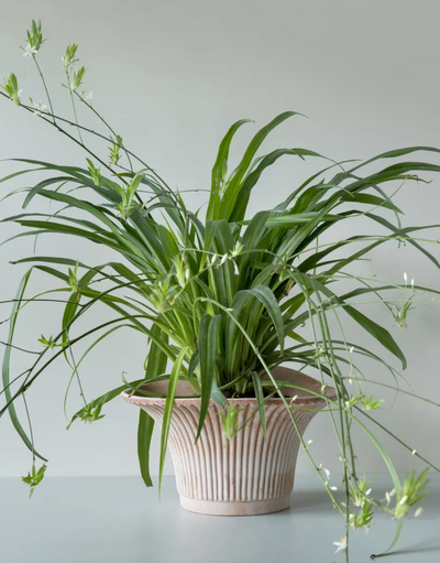Daisy Pot - The Cross Decor & Design