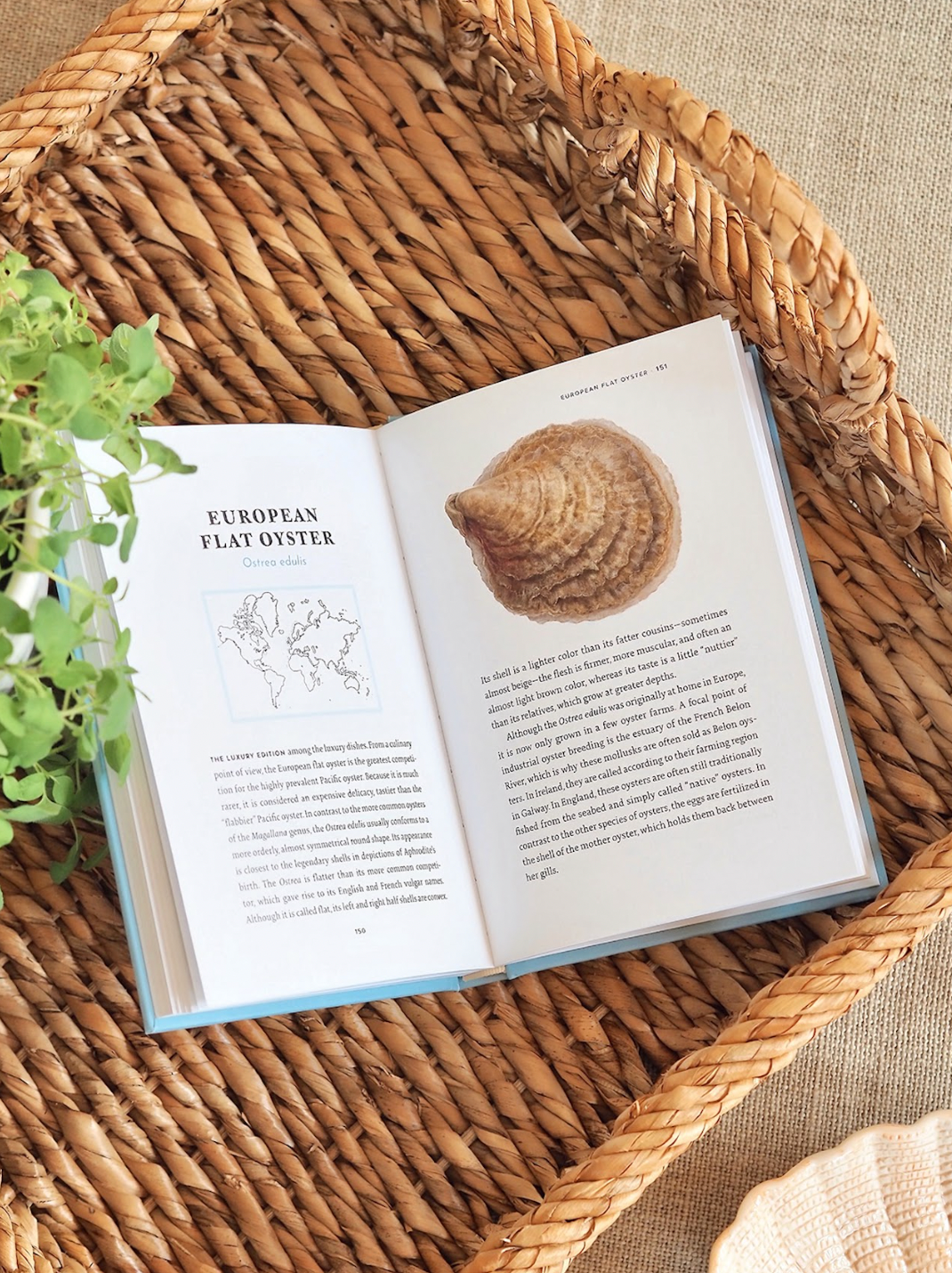 Portrait of an Oyster Book - The Cross Decor & Design